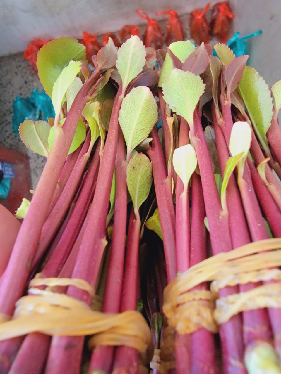 قات يمني أصيل